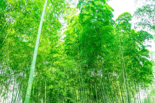 竹林风光 竹林背景竹林素材