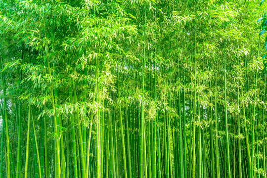 竹林风光 竹林背景竹林素材