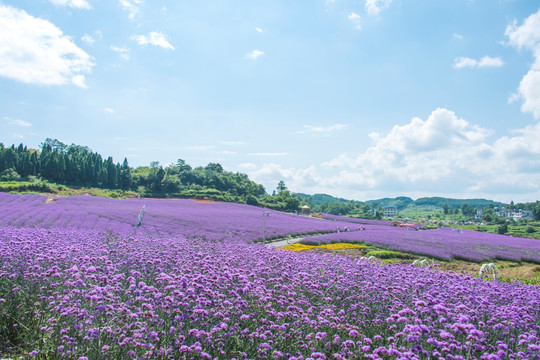 浪漫花
