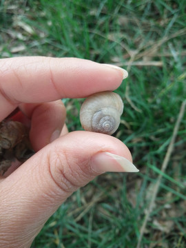 蜗牛 蜗牛壳 小蜗牛 特写
