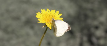 单色蝴蝶菊花特写 