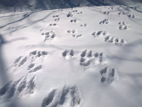 雪中兔印