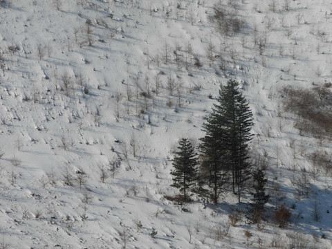雪坡中的松树