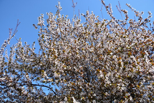 李子花