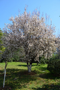 李子花