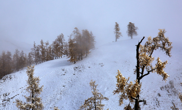 新疆喀纳斯雪景 高格