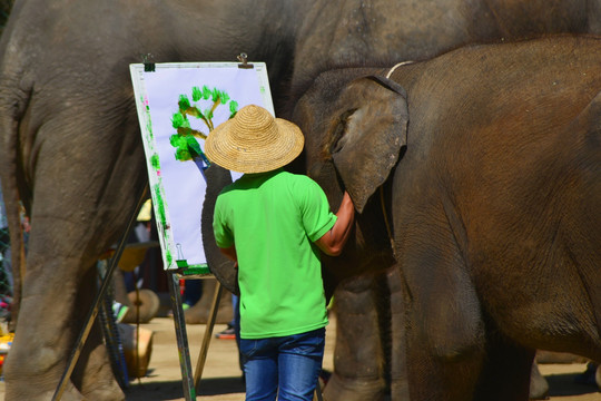 大象表演 大象画画