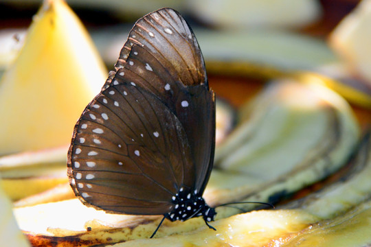 蝴蝶微距摄影 紫斑蝶