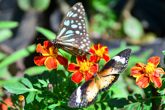 青斑蝶和白带锯蛱蝶