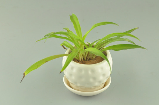 兰花