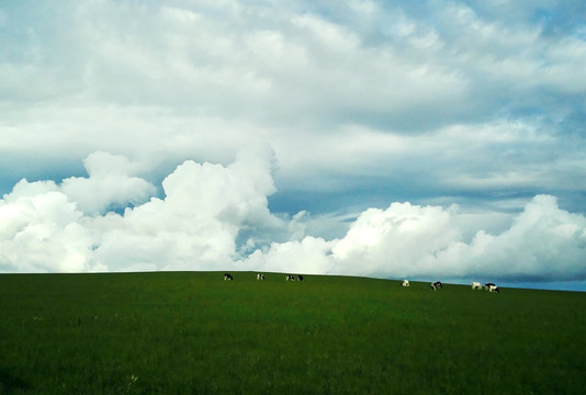 夏季天空草原牛群