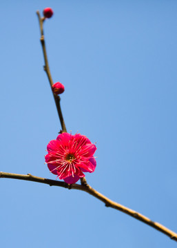 红色梅花