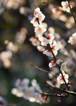 白色梅花
