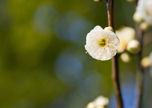 白色梅花