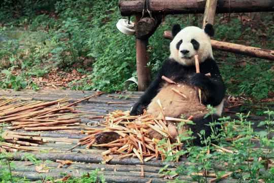 吃竹笋的大熊猫
