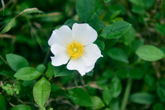 野玫瑰白花