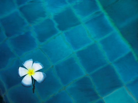 单一的鸡蛋花浮在水中