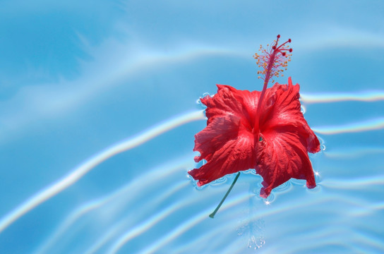 红色的木槿花浮在池