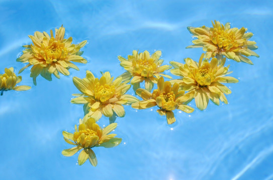 漂浮在池塘里的黄花
