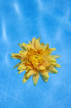 池塘漂浮的黄花
