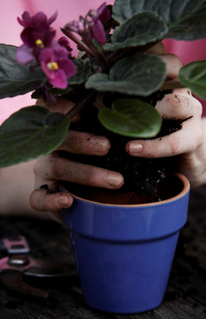 园丁用盆栽植物的手