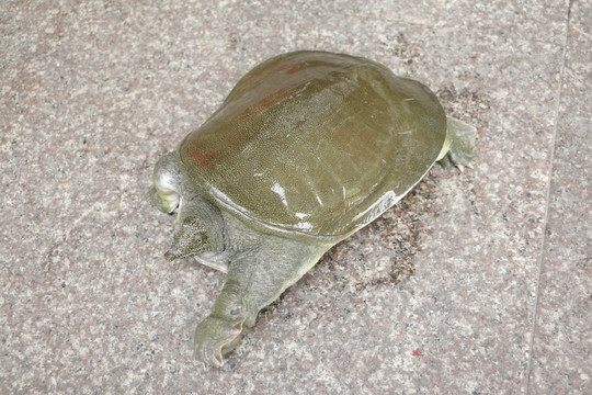 野生水鱼