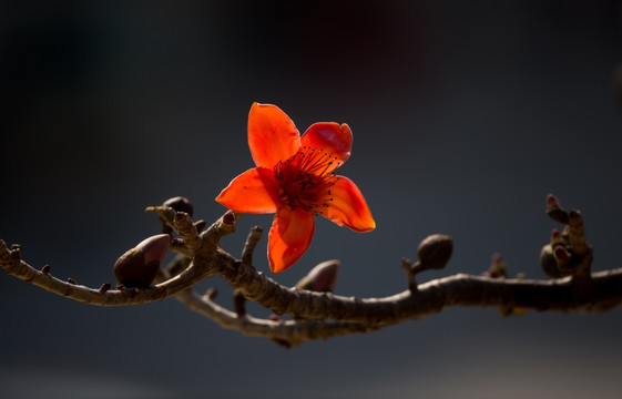 木棉花