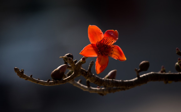 木棉花