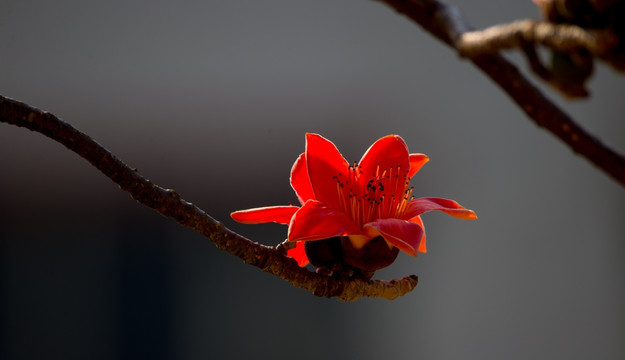 木棉花