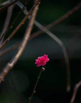 梅花 腊梅