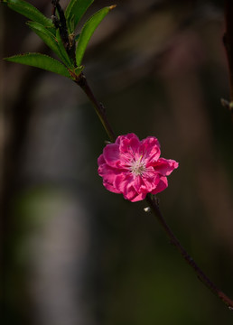 腊梅 梅花