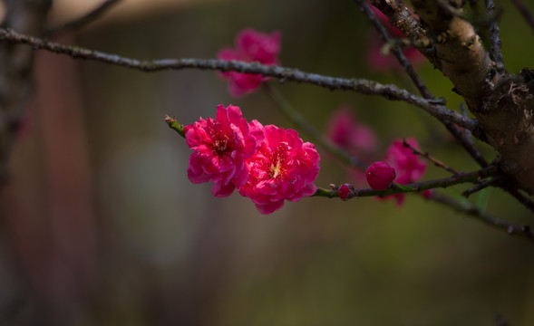 梅花 腊梅