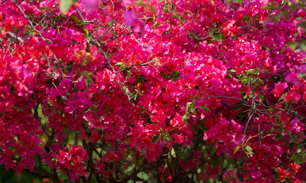 杜鹃花 山杜鹃