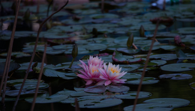 莲花 睡莲