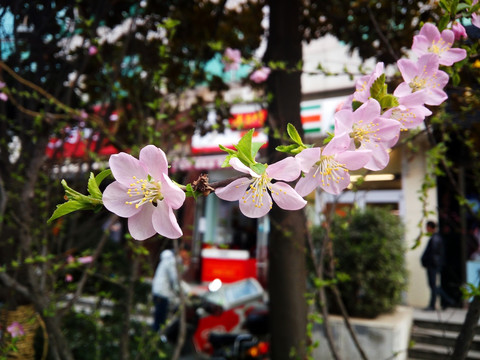 美丽的桃花朵朵开 粉嫩花瓣