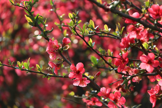 花卉