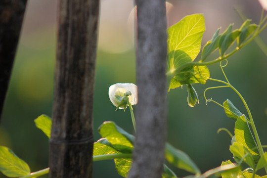 白色的豌豆花
