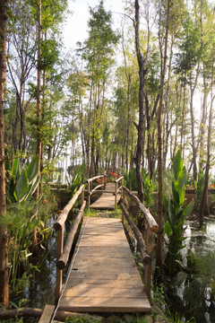 湿地 木桥 