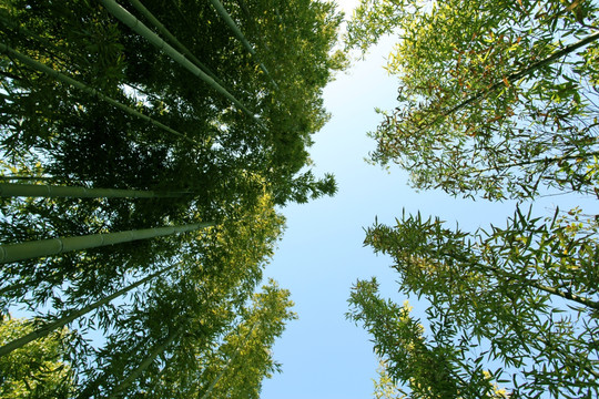 竹林 竹子 公园 植物