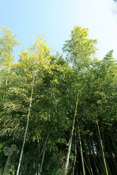竹林 竹子 公园 植物