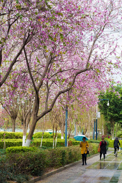 仁和滨河公园艳紫荆树开花
