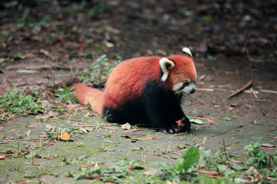 小熊猫 浣熊