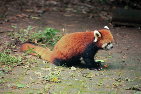 小熊猫 浣熊