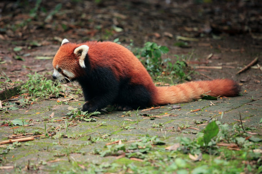 小熊猫 浣熊