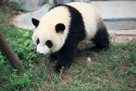 行走中的熊猫