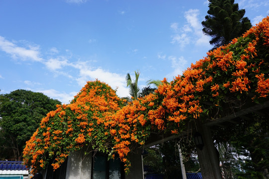 鼓浪屿 蓝天 炮仗花