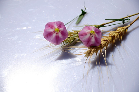 淡粉色旋花和麦穗