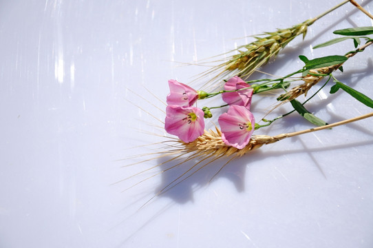 淡粉色田旋花和麦穗