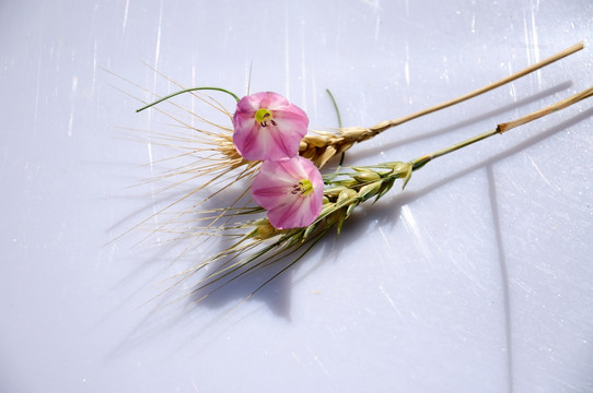 麦穗和箭叶旋花素材