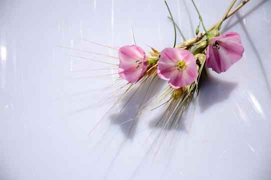 麦穗和粉色田旋花